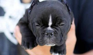 恶霸犬哪种体型最贵 恶霸犬哪种体型最贵