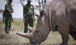 北部白犀牛和南部白犀牛外形区别 仅存2只北部白犀牛