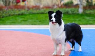 最聪明狗狗去世