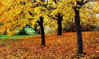 lateinautumn lateinautumn