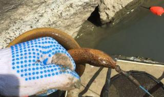 最大的黄鳝 最大的黄鳝