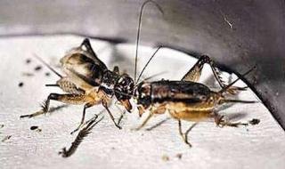 上海有那些大型农贸市场呀 上海食品批发市场