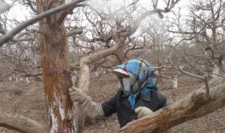 园林植物病虫害防治 园林植物病虫害防治